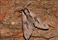 1978 (69.007)<br>Pine Hawk-moth